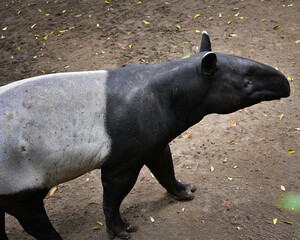 Fototapeta premium Close up of the Asian Tapir, Tapirus indicus