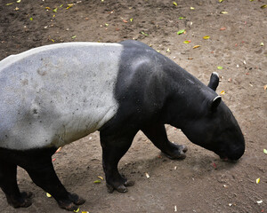 Close up of  the Asian Tapir, Tapirus indicus