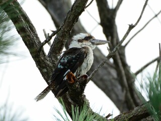 遠くを見つめるワライカワセミ Laughing kookaburra looking into the distance
