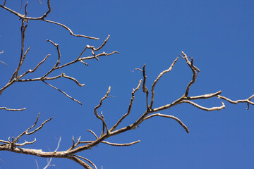 Branch tree without leaf on blue sky. A nature of winter trees without leaves after autumn season.