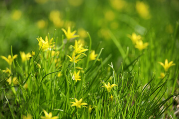 Goose onion flowers in the green grass. Spring meadow in a sunny day