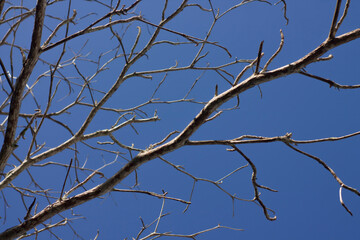 Branch tree without leaf on blue sky. A nature of winter trees without leaves after autumn season.