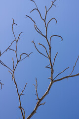 Branch tree without leaf on blue sky. A nature of winter trees without leaves after autumn season.