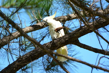 松ぼっくりを掲げるキバタン Sulphur-Crested Cockatoo holding a pine cone