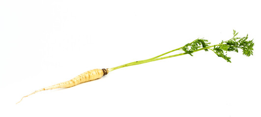 New harvest Parsnip (wild white carrot) on a white background