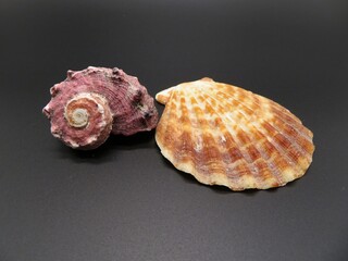 sea shells on a black background