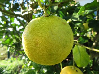 closeup of lemon on a tree