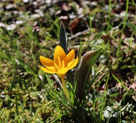 Obraz premium yellow crocus flower in spring