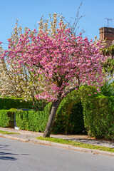 Beautiful cherry blossom tree on a residential street in Hampstead Garden Subarb, London, UK