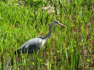 grey heron  (ardea cinerea) at a lake