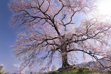 よく晴れた春の日に撮影したわに塚の一本桜