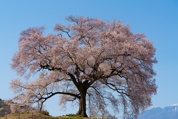 よく晴れた春の日に撮影したわに塚の一本桜