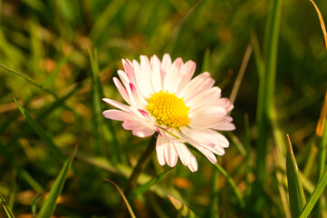 Daisies on a meadow. White pink flowers in the green meadow. Flowers photo