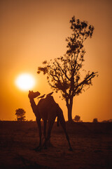 Festival Camel in Nagaur 