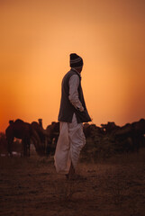 Festival Camel in Nagaur 