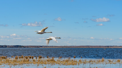 Fototapeta na wymiar mute swans, Cygnus olor, flying over lake hornborgasjoen in sweden