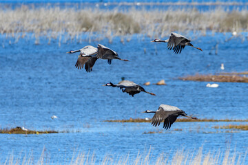 cranes (grus grus) flying over the swedish lake hornborgasjön in april