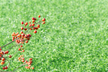 日を浴びる山椒の実
