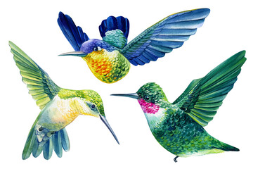 Vivid birds, hummingbird isolated on white background.. Watercolor botanical illustration  © Hanna
