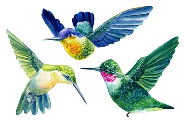 Fotobehang Kolibrie Levendige vogels, kolibrie geïsoleerd op een witte achtergrond... Aquarel botanische illustratie