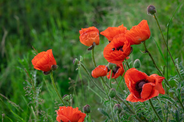 Red poppy flower on dark green background summer time, spring collection with free space for text
