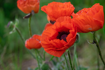 Obraz premium Red poppy flower on dark green background summer time, spring collection with free space for text 