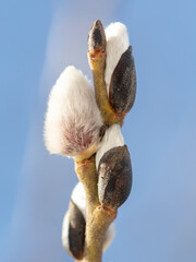 Buds on willow branches in nature.