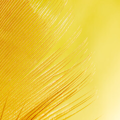 Close-up of a feather as a background.