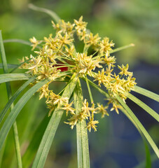 Small white flowers on a green herbaceous plant.