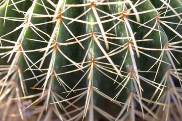 Cactus with needles in the garden.