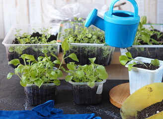 Young petunia seedling plants growing in the springtime.
