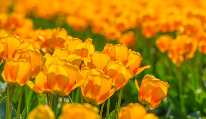 Colorful flowers in an agricultural field in sunlight in springtime, Noordoostpolder, Flevoland, The Netherlands, April 20, 2022