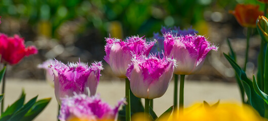 Obraz premium Colorful flowers in an agricultural field in sunlight in springtime, Noordoostpolder, Flevoland, The Netherlands, April 20, 2022