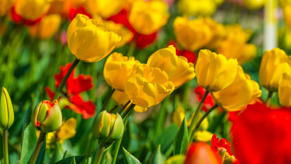 Colorful flowers in an agricultural field in sunlight in springtime, Noordoostpolder, Flevoland, The Netherlands, April 20, 2022