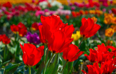 Colorful flowers in an agricultural field in sunlight in springtime, Noordoostpolder, Flevoland, The Netherlands, April 20, 2022