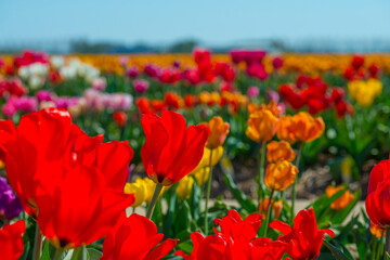Colorful flowers in an agricultural field in sunlight in springtime, Noordoostpolder, Flevoland, The Netherlands, April 20, 2022