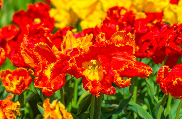 Colorful flowers in an agricultural field in sunlight in springtime, Noordoostpolder, Flevoland, The Netherlands, April 20, 2022