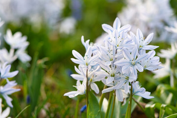 Common star hyacinth are early bloomers that herald spring. bloom at Easter time.