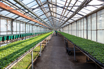 Growing flowers and plants in a greenhouse.