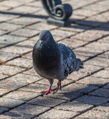 The dove walks on the cobblestones.