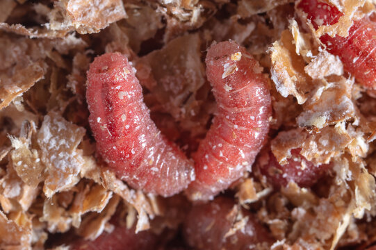 Red maggot worms in sawdust.