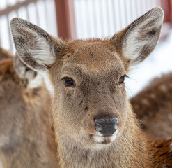 Deer portrait in the zoo.