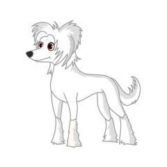 Chinese crested dog