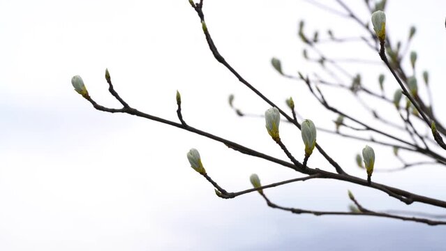 Whitebeam beginning leafing and flowering in spring (Sorbus aria)