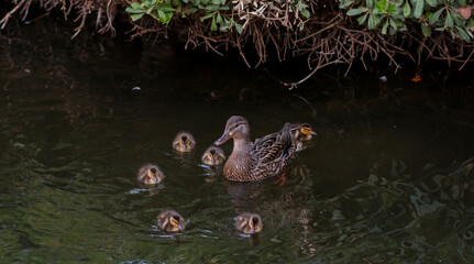 Duck with babies