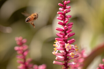 A bee is flying to a flower for honey. The bee is not in focus but the flower is.