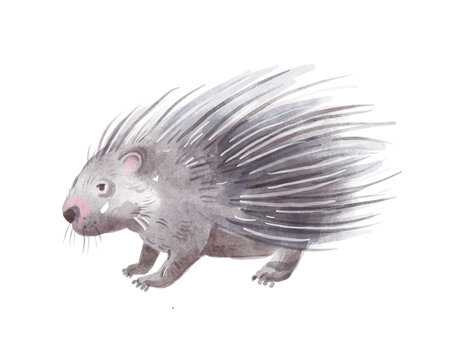 Watercolor cute porcupine. Hand-drawn illustration isolated on the white background