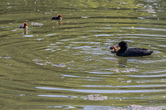 Foulque