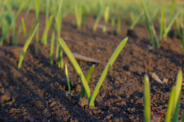 Wheat sprouts sprouted from the soil, young germinating grains, leaves of sprouted grain.