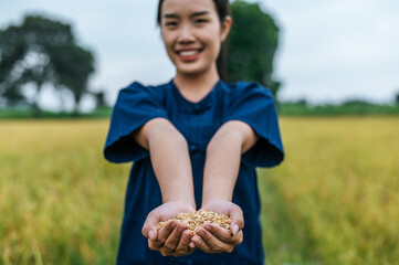 Close up female Farmer Hands Holding rice grains